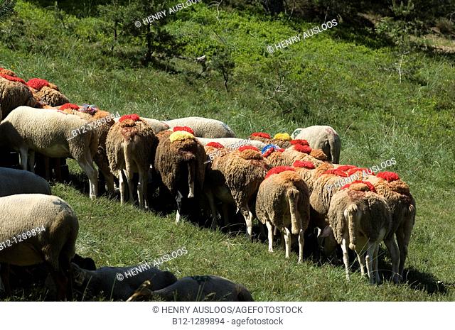 Sheep, transhumance, Esperou, Cevennes, France