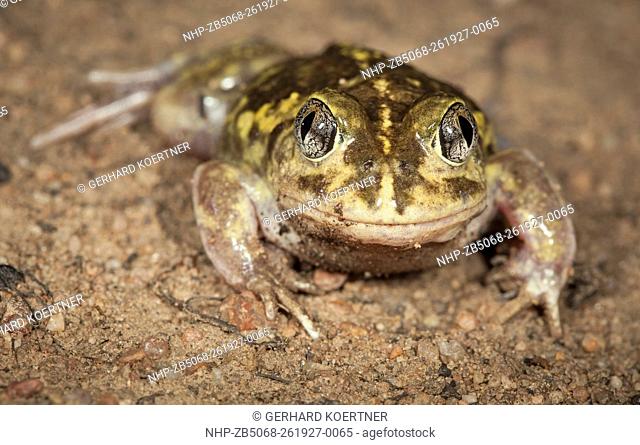 Common Spadefoot Toad (Neobatrachus sudelli), Fam. Myobatrachidae, Warrumbunglers National Park, New South Wales, Australia
