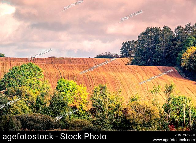 Harvested hillside fields with green trees in the summer