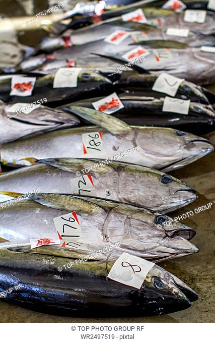 Katsuura, Fishing Port, Tuna Fish, Auction, Street View, Japan