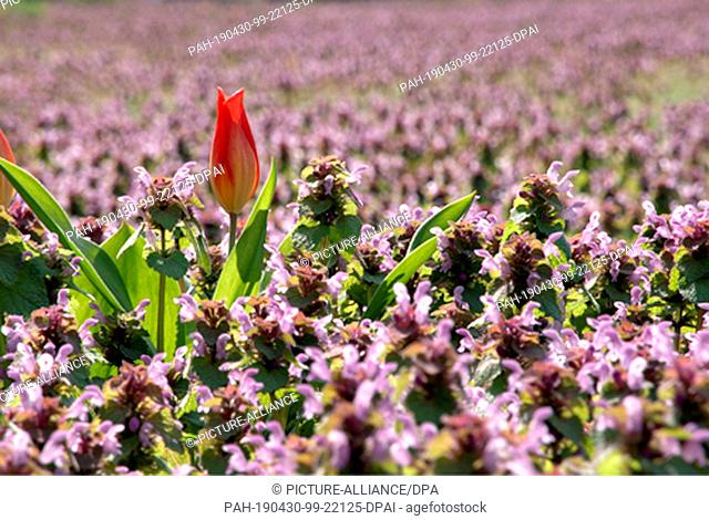 28 April 2019, Berlin: A closed tulip stands on a meadow full of purple red deadnettle (Lamium purpureum) at the place of the United Nations in the district...