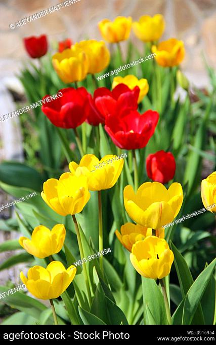 Tulips yellow and red on flower-bed in April. Red and yellow tulips planted in park. Springtime garden. Colorful tulips in flower bed
