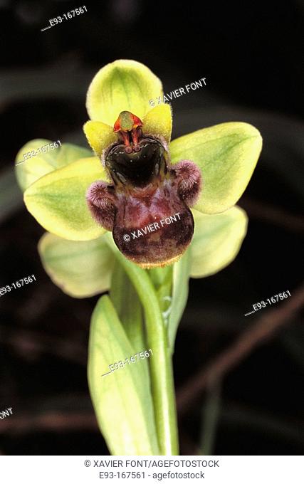 Bumble-bee Orchid (Ophrys bombylifera)