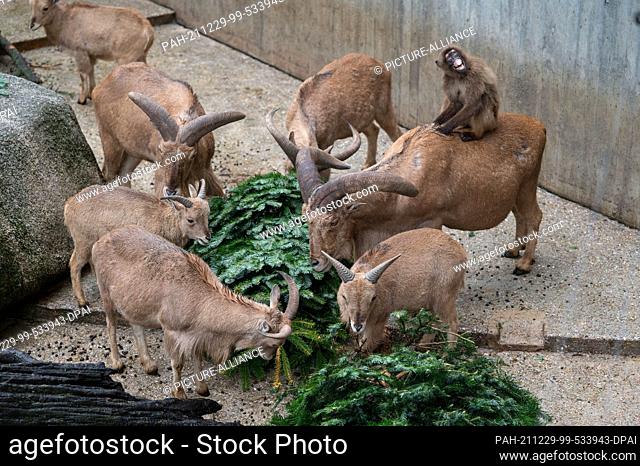 29 December 2021, Baden-Wuerttemberg, Stuttgart: Maned jumpers eat a Christmas tree in their enclosure, a blood-breasted baboon sits on the back of one animal