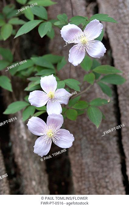 Clematis montana, Clematis, White subject