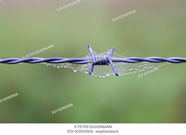 barbed wire with drops of water and cobwebs - macro shot