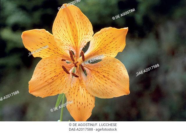 Botany - Liliaceae - Orange lily, or Fire lily (Lilium bulbiferum)