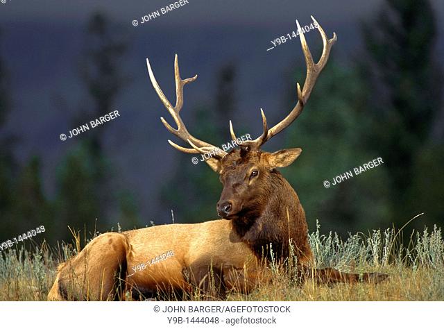 ROCKY MOUNTAIN ELK Cervus canadensis nelsonii bull male in peak shape for fall rut, Yellowstone National Park, Wyoming, USA