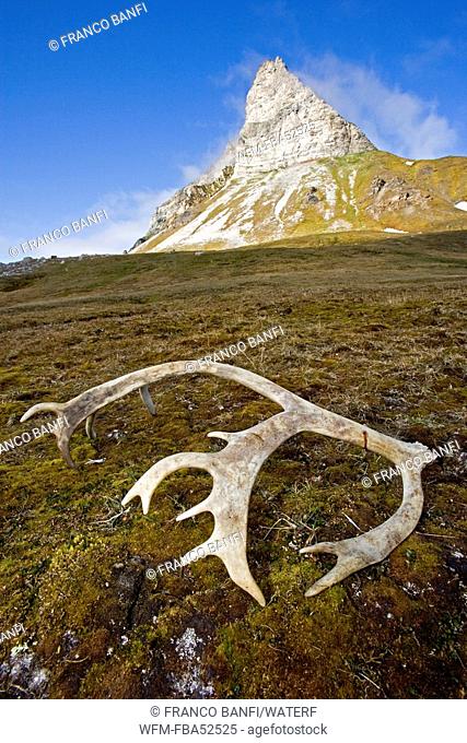 Antler of Svalbard Reindeer, Rangifer tarandus platyrhynchus, Alkhornet, Fjord Trygghamna, Svalbard Archipelago, Norway