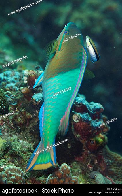 Yellowfin parrotfish (Scarus flavipectoralis), adult male, being cleaned by the bluestreak cleaner wrasse (Labroides dimidiatus), Lembeh Strait, Sulawesi