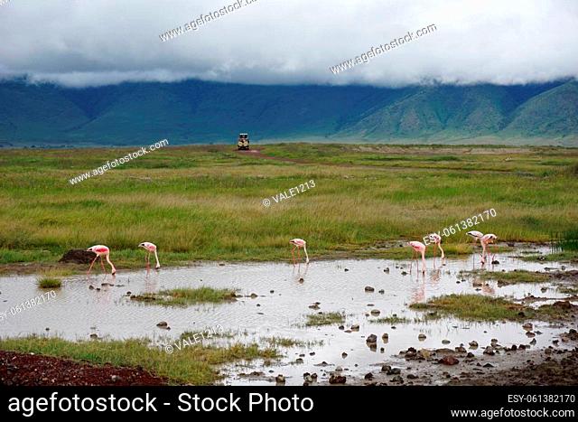 Group of flamingos standing in the water with 4x4 in the background, Norongoro Crater, Tanzania 2021