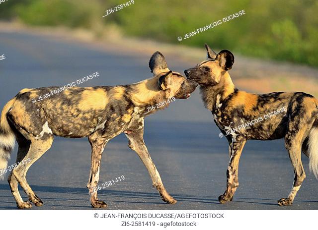 African wild dogs (Lycaon pictus), playing in the middle of the road, Kruger National Park, South Africa, Africa