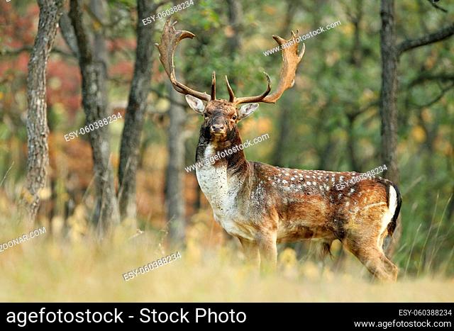 Majestic fallow deer, dama dama, standing in forest in autumn. Spotted stag with huge antlers looking to the camera in woodland