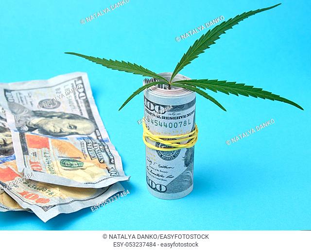 banknotes of american dollars and green leaf of hemp on a blue background, concept of making money on illegal business