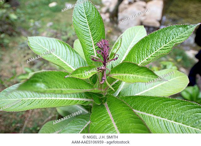 Chebek (Lobelia assurgens, Campanulaceae), a medicinal plant growing on the banks of a river flowing over limestone. The leaves are used as a poultice and...