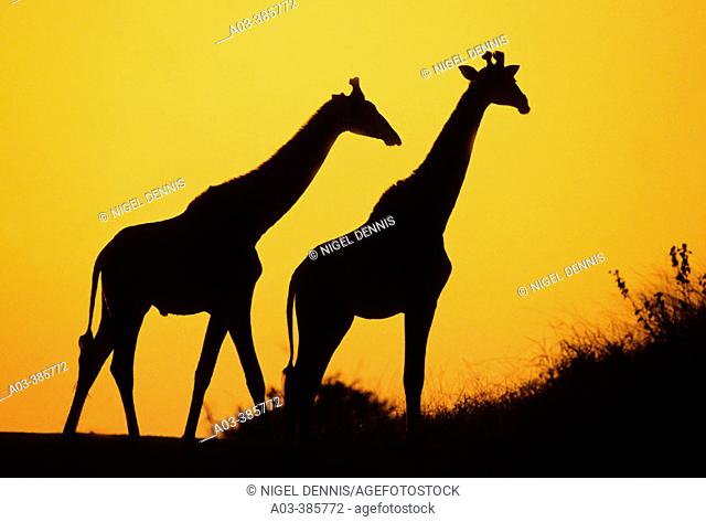 Giraffe (Giraffa camelopardalis) at dusk. Kruger National Park, South Africa