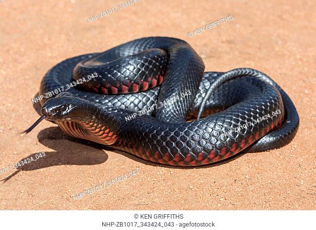 Red-bellied Black Snake Pseudechis porphyriacus South East Australia