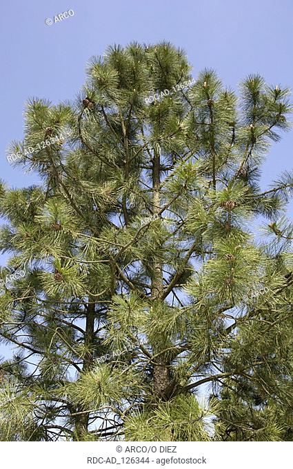 Ponderosa Pine Pinus ponderosa