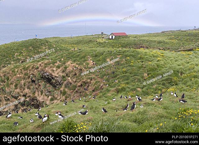 Atlantic puffins (Fratercula arctica) nesting in old rabbit holes on slope of sea cliff in seabird colony in summer, Iceland