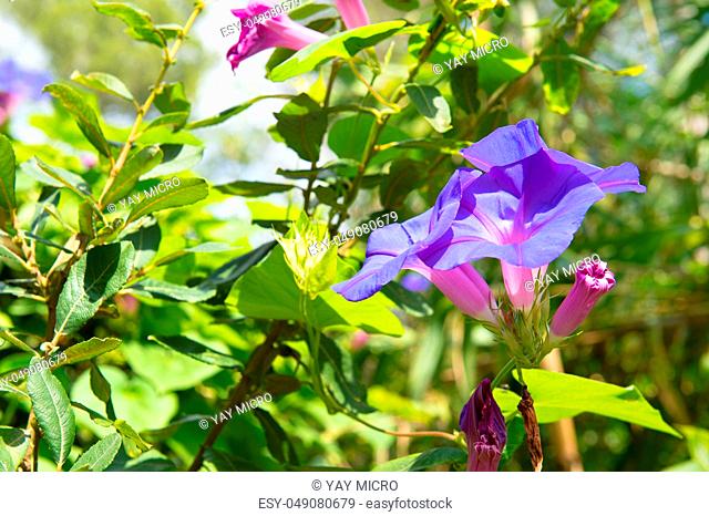 Blue morning glories in nature
