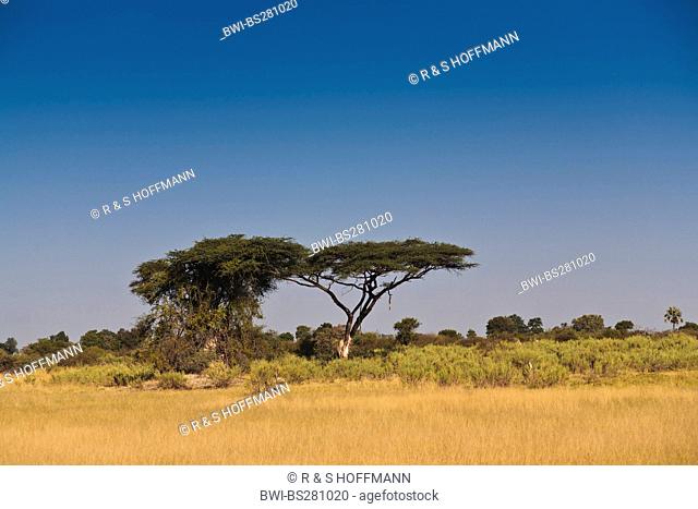 camel thorns in savannah, Botswana, Okavango Delta, Duba Plains
