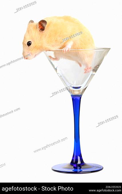 Hamster in glass isolated on white