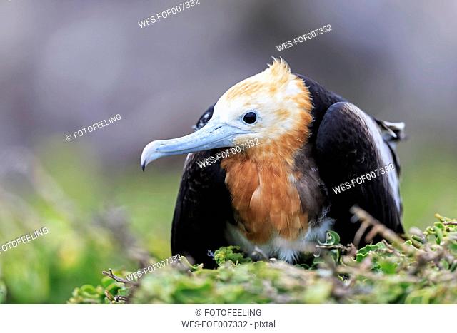 Ecuador, Galapagos Islands, Genovesa, young Great frigatebird in nest