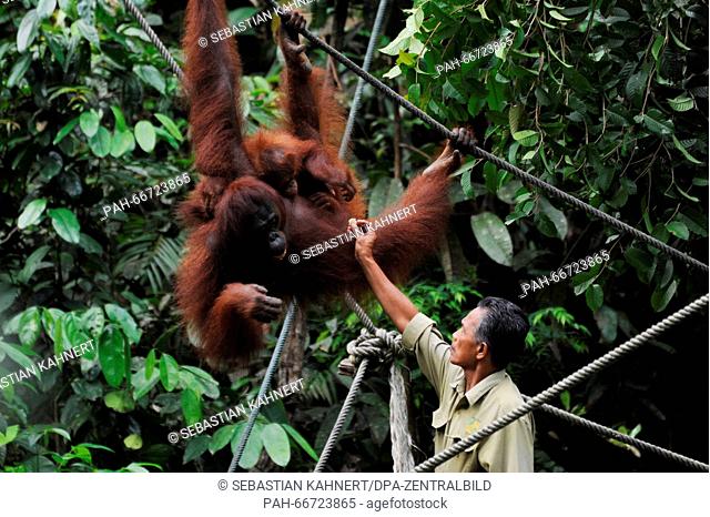 A ranger is feeding a female orang utan with their offspring at the Semenggok Nature Reserve of Sarawak near Kuching, Malaysia, on 22 October 2014