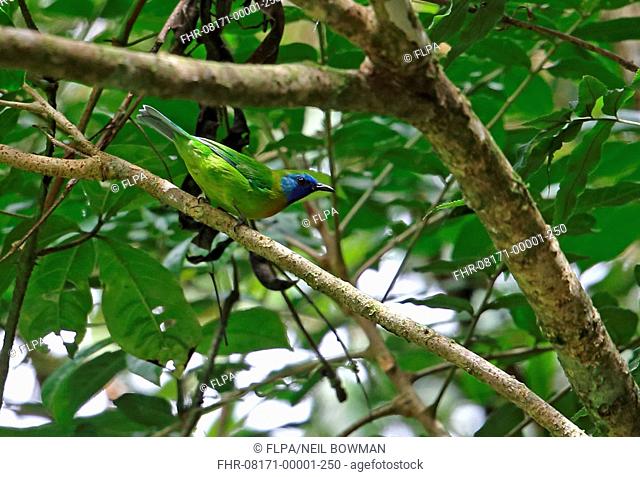 Blue-masked Leafbird (Chloropsis venusta) adult male, perched on branch, Kerinci Seblat N.P., Sumatra, Greater Sunda Islands, Indonesia, June