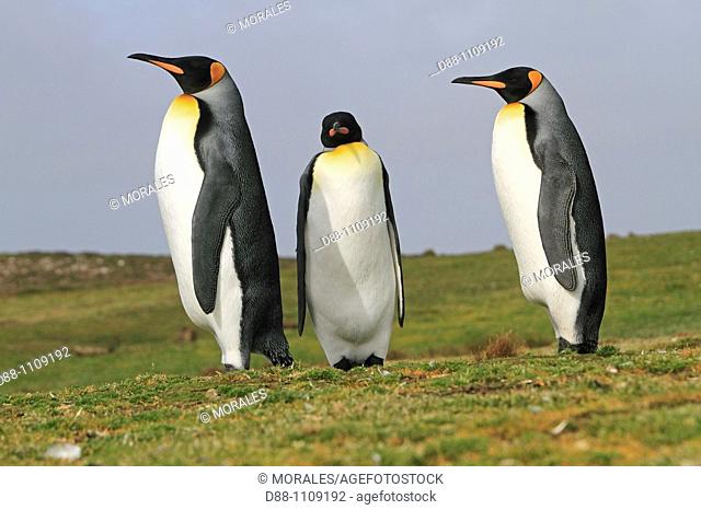 King Penguin (Aptenodytes patagonicus). Volunteer Point, East Falkland, Falkland Islands