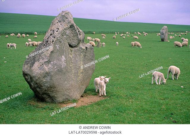 Lambs. Ancient stone circle at prehistoric site. Sheep in distance