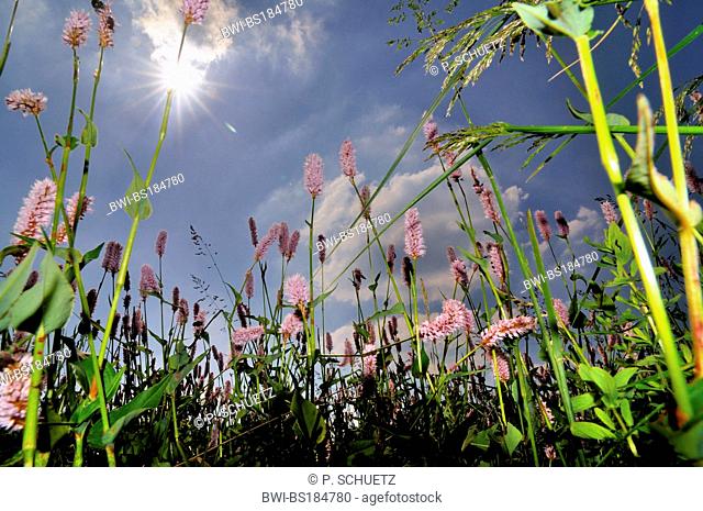 Common bistort, Meadow bistort (Polygonum bistorta, Bistorta officinalis, Bistorta major, Persicaria bistorta), in flower meadow against blue cloudy sky