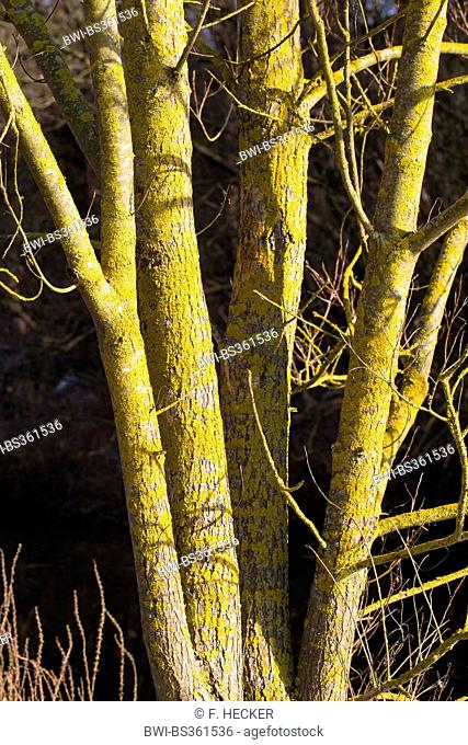 Common orange lichen, Yellow scale, Maritime sunburst lichen, Shore lichen, Golden shield lichen (Xanthoria parietina, Parmelia parietina)