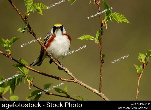 Chestnut-sided Warbler (Dendroica pensylvanica) perched on a branch in Ontario, Canada
