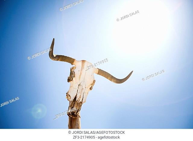 Cow skull on a post