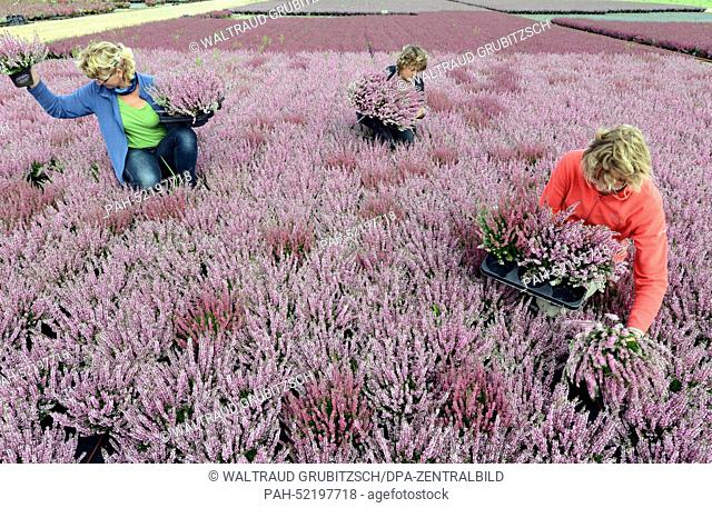 Heather plants like the red-white ""Hesse Girld"" or in the colors white, pink, yellow, red and colorfully mixed Frieda, Athena