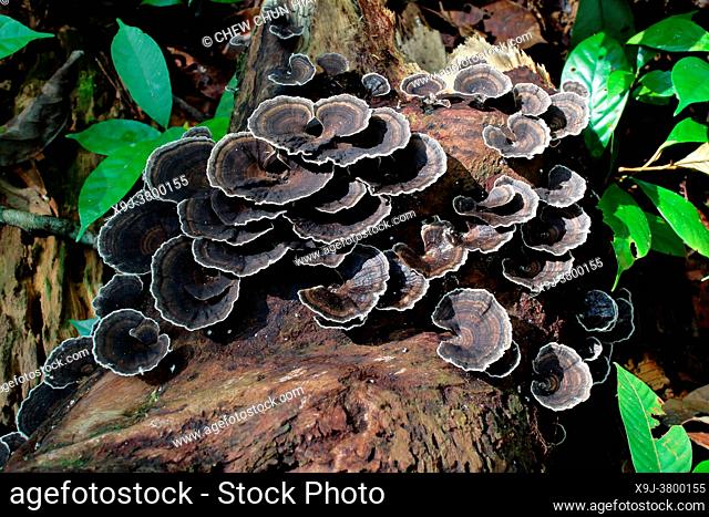 Turkey tail Fungus on tree trunk, common polypore mushroom, trametes versicolor, coriolus versicolor, polyporus versicolor, asia
