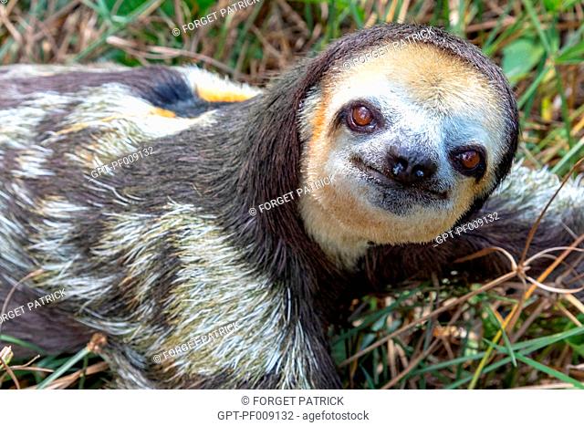 THREE-TOED SLOTH OR PALE-THROATED SLOTH, THE SLOWEST ANIMAL IN THE FOREST, KAW, FRENCH GUIANA, OVERSEAS DEPARTMENT, SOUTH AMERICA, FRANCE