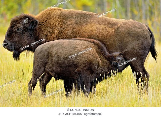 Wood Buffalo/Bison (Bison bison athabascae) Late-summer calf nursing with mother, Mackenzie Management Area, Northwest Territories, Canada