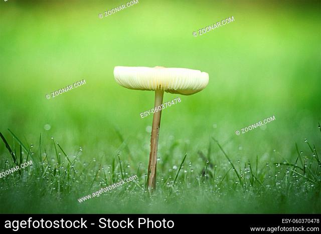 Lonely mushroom in the dew on a green lawn in the autumn