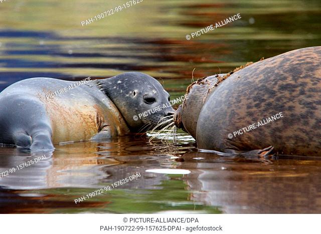 18 July 2019, Schleswig-Holstein, St. Peter-Ording: A seal puppy lies one day after its birth with its mother in the west coast park