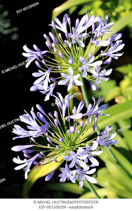 agapanthus or lily of the Nile, Bulb, tuberous blue, Agapanthus family Liliaceae