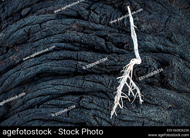 White dry branch on black lava string formation close up, El Hierro, Canary Islands, Spain