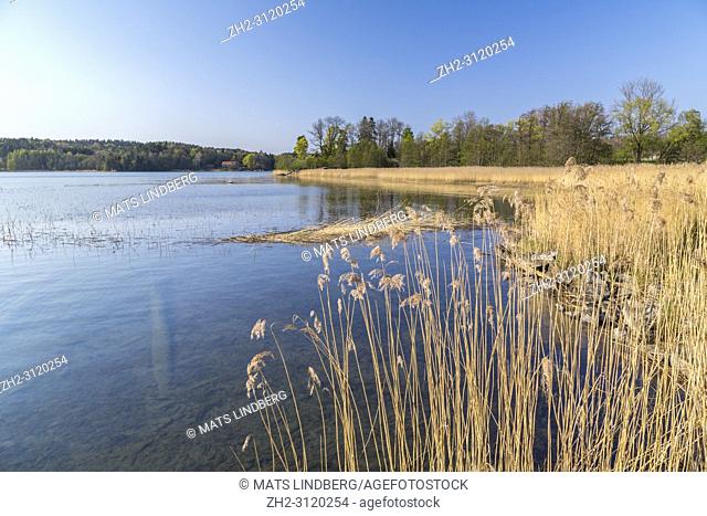 View over lake with reed and oak trees in spring season Södermanland, Sweden