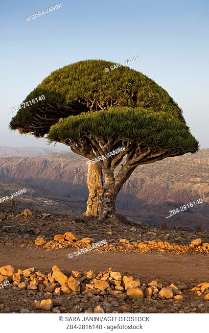 Dragon's Blood Tree (Dracaena cinnabari), endemic to island, Diksam Plateau, central Socotra Island, listed as World Heritage by UNESCO, Aden Governorate, Yemen