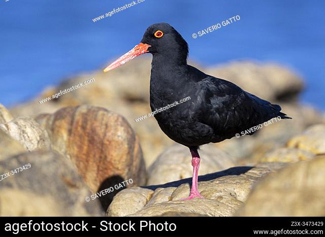 African Oystercatcher (Haematopus moquini), front view of an adult standing on a rock, Western cape, South Africa