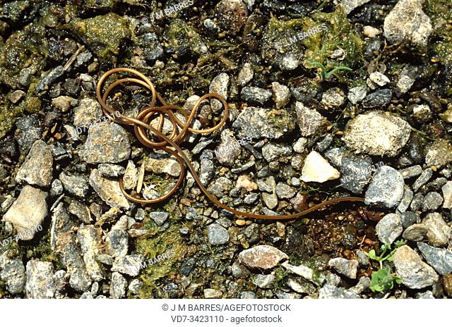 Horsehair worm (Gordius sp. ). This photo was taken in Alt Emporda, Girona province, Catalonia, Spain