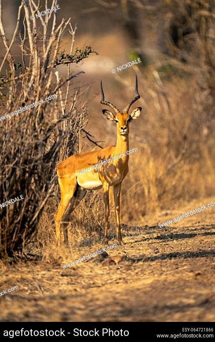 Male common impala stands beside rocky track