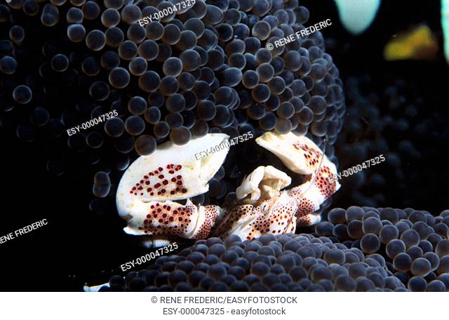Porcelain crab in anemone. Papua New Guinea