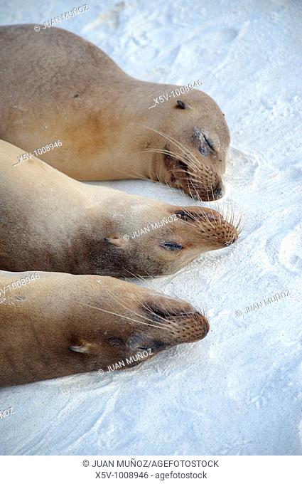Group seals california (Zalophus californianus wollebacki) resting. Gardner Beach. The Spanish island. Galapagos Islands